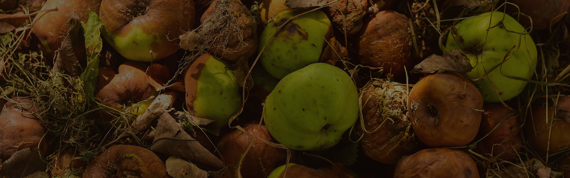 New Year Resolutions for Tackling Food Waste